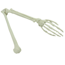 Acheter un membre supérieur 12325, os artificiel bras squelette osseuse
